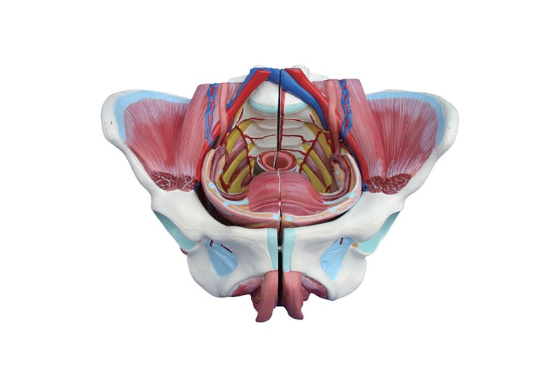 Ракушка форма женского органа. Женский таз в разрезе. Наружные женские органы. Анатомия женских органов. Анатомия наружных женских органов гинекология.
